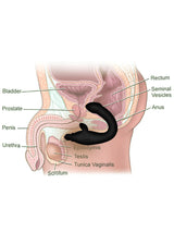 7 Function Perfect Prostate Master